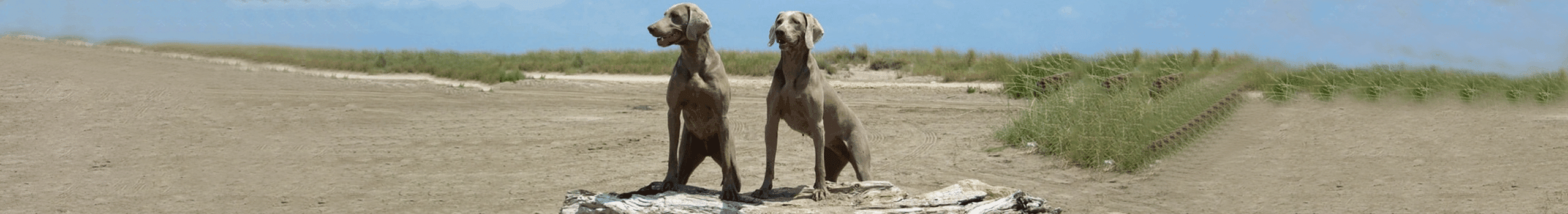 spanjeheader 2 Weimaraners Of Kyrandors Home
